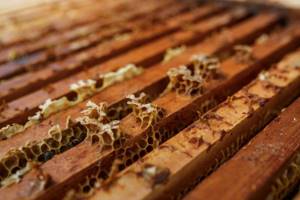 Обработка пчел от клеща осенью муравьиной кислотой