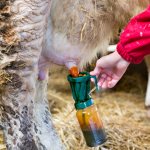 обработка вымени коров перед дойкой