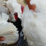 cut the turkey&#39;s wings