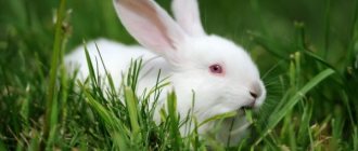 Описание кроликов породы Хиколь