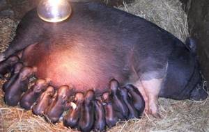 опорос вьетнамских свиней первый раз