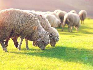 Организация кормления овец