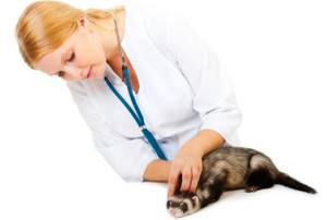 Осмотр ветеринара ускоряет выздоровление и дает гарантию назначения правильного лечения питомца