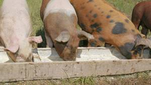 Откорм свиньи наиболее эффективными методами