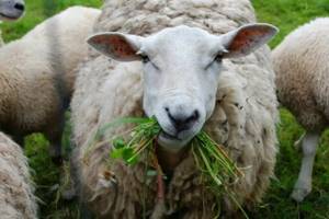 овца ест траву