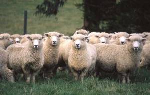 овца куйбышевской породы