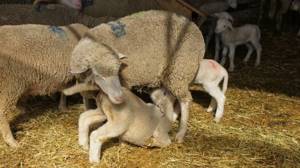 Овца с малышом