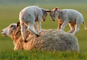 Овца с потомством