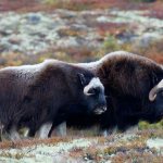 Овцебык-животное-Описание-особенности-виды-образ-жизни-и-среда-обитания-овцебыка-9