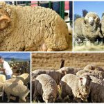 sheep farming in australia