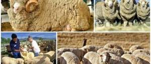 овцеводство в австралии