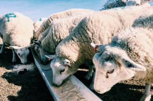 овцы едят из кормушки