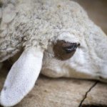 Овцы тяжело переносят сырость и повышенную влажность
