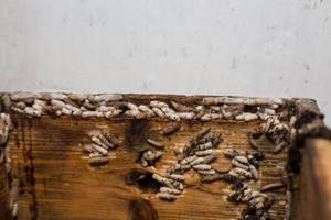 Пчеловодство как бизнес или как разбогатеть за счет пчел