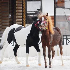 Пенсионер МВД выкупает с боен донских и буденновских лошадей