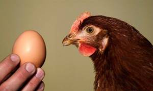 Первое яйцо обычно курица сносит в 22 недели