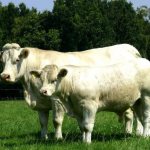 The first six months of the calf&#39;s diet is based on milk.