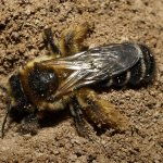Подземная пчела