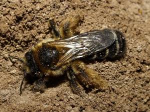 Подземная пчела