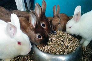 полноценный корм для кроликов