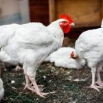 Diarrhea in broiler chickens