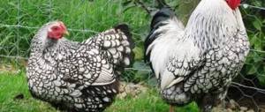 Wyandotte chicken breed