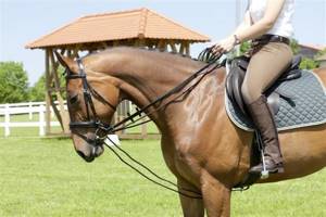 Поводья - главное средство управления лошадью