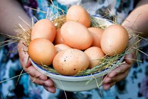 Правильные яйца для выведения