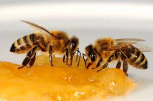 Применение препарата Апимакс для подкормки и профилактики пчел