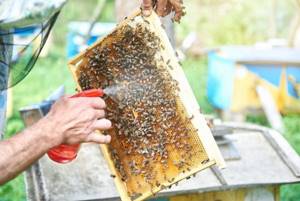 Применение препарата Апимакс для подкормки и профилактики пчел