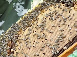 Применение препарата Муравьинка для пчел
