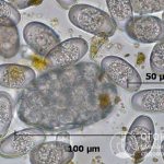 Простейший одноклеточный паразит – возбудитель кокцидиоза у животных