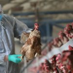 Bird flu in chickens