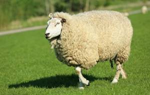 пузатая шерстяная овца