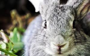 Расположение органов зрения у кроликов