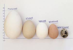 Размеры яиц