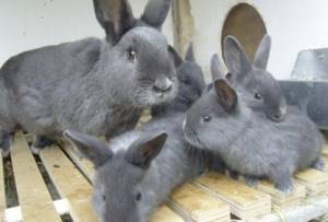Размножение кроликов