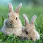 Varieties of rabbits