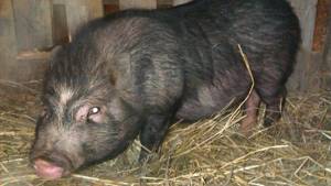 Разведение и уход за вьетнамскими свиньями