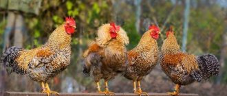 chicken breeding