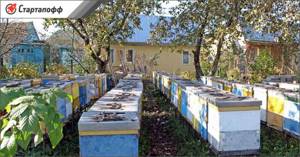 Разведение пчел на приусадебном участке