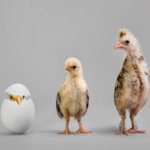 Развитие курицы