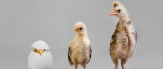 Развитие курицы