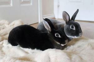 Рекс - Меховые породы кроликов