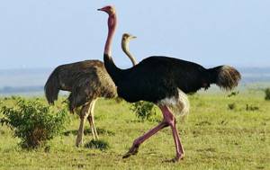 Самец и самка африканского страуса