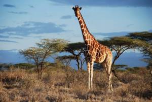 Самые высокие жираф и страус в мире