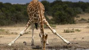 Самые высокие жираф и страус в мире