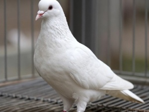 Srbští holubi létají velmi dlouho