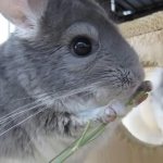 chinchilla at home