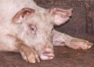 Симптомы гриппа у свиней